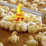 افزایش ۱۰ درصدی جوجه‌ریزی در استان مرکزی؛ تقویت جایگاه این استان در تأمین بازار داخلی و صادراتی